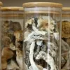 Psilocybin-Pilze