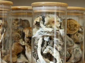 Psilocybin-Pilze